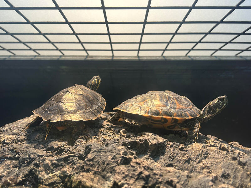The Two Turtles. February 24, 2023. Petco, Chula Vista. Lianna Sullivan